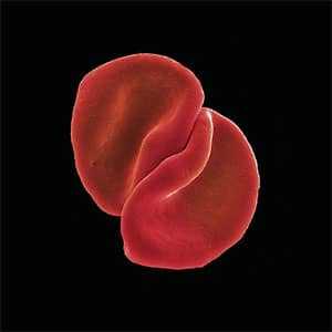 Disco Scratch My Back de Peter Gabriel